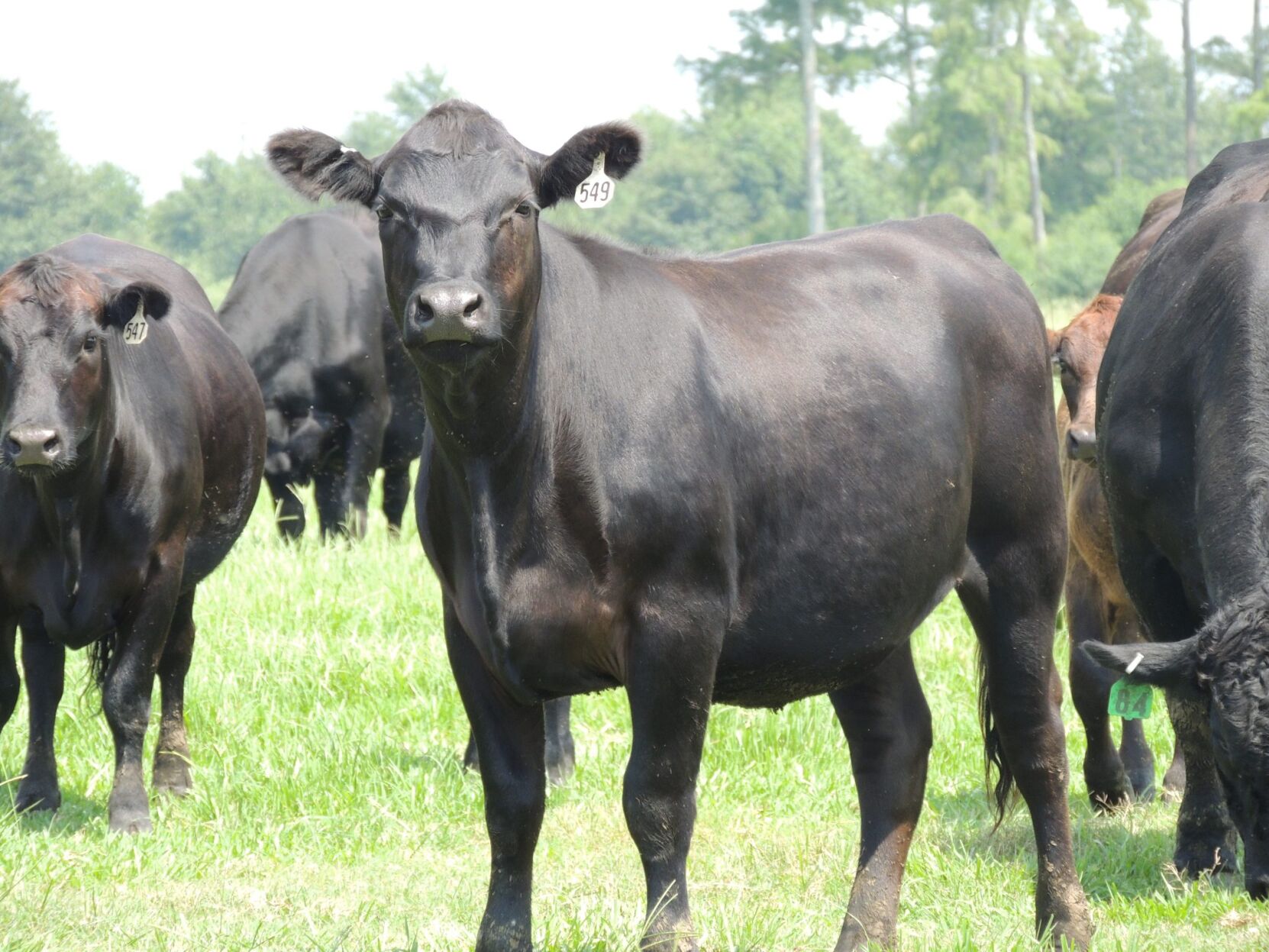 CC Heifers